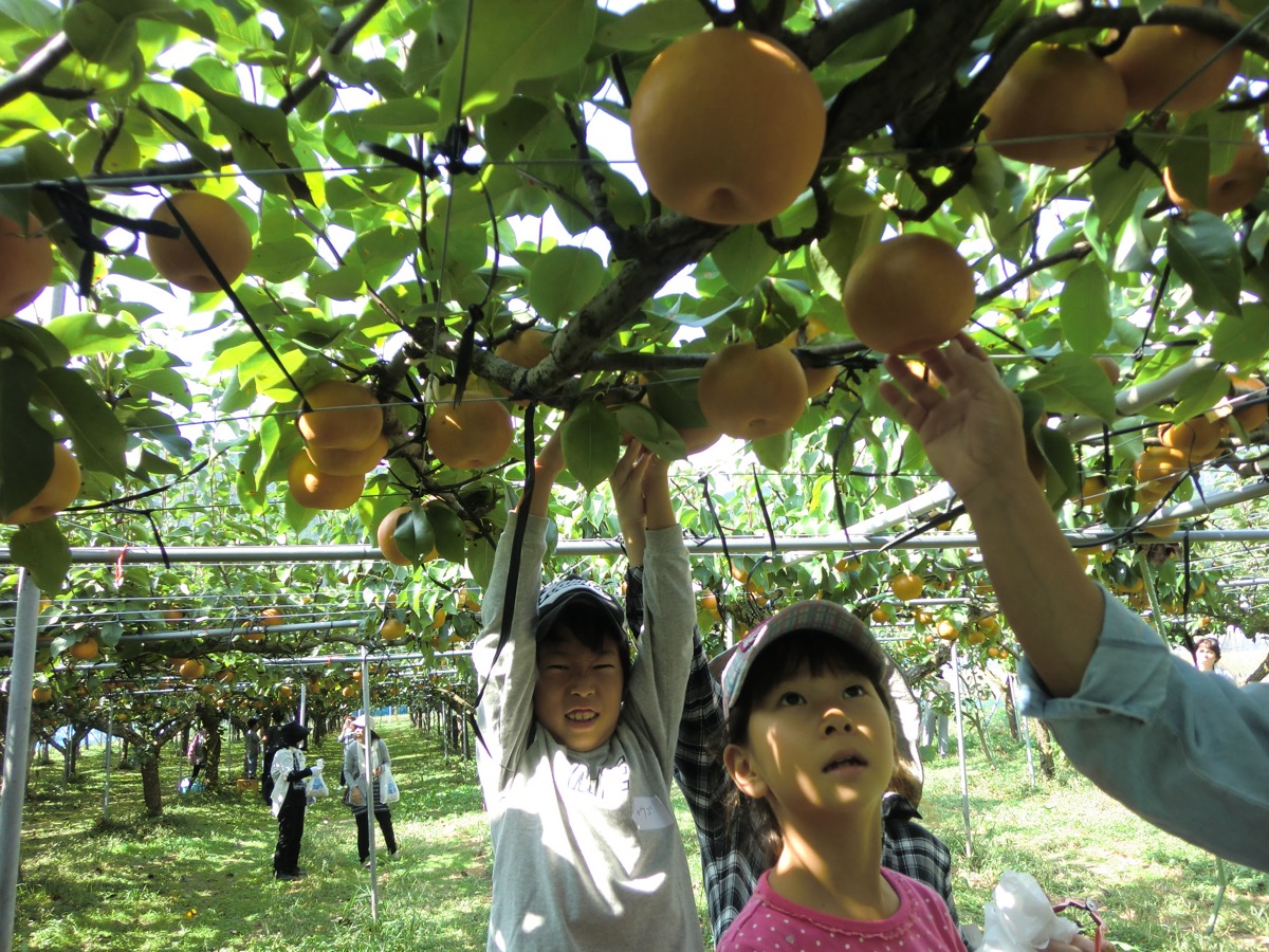 朝倉の農泊体験