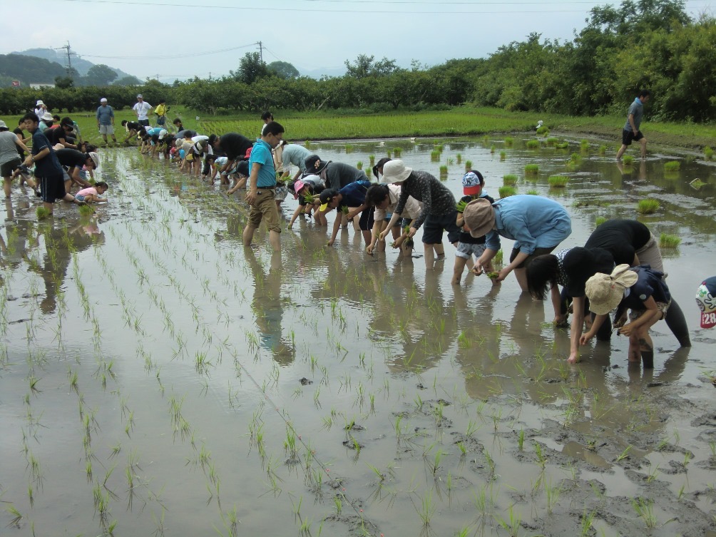 田植え体験の様子