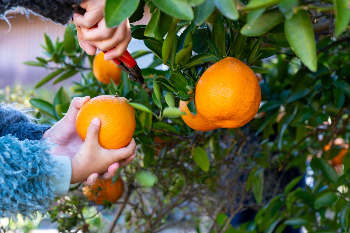 みかんの収穫体験