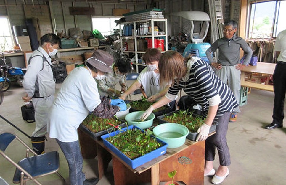 苗木の植え付け体験