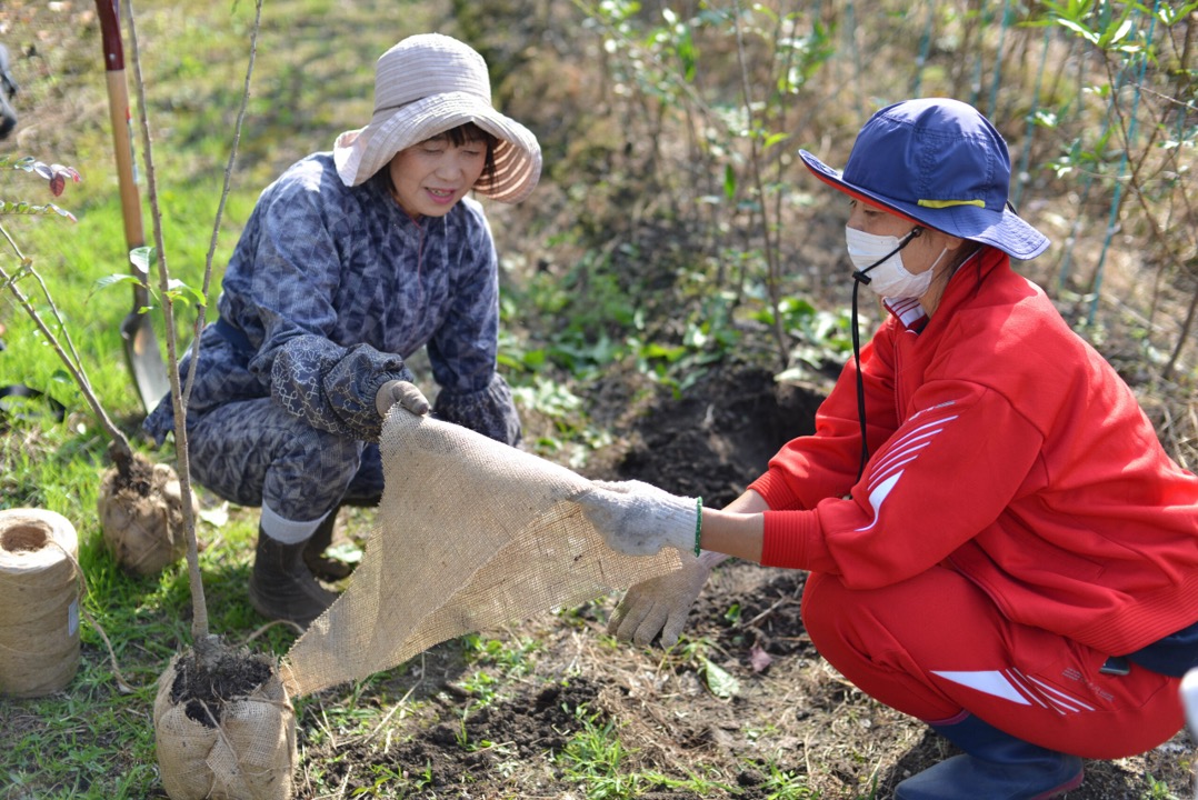 苗木作業の様子